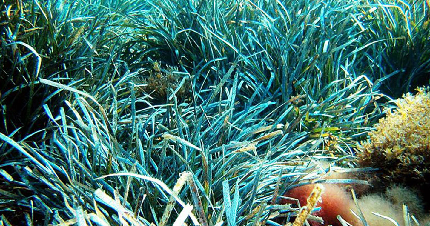 Le compostage Posidonia Oceanica, une alternative interessante