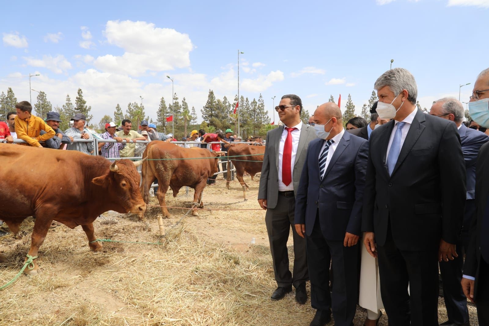 La commune d’Oulmès lance son concours national de la race bovine « Oulmès Zaer » pour 2022