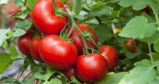 Tomate: Conseils pour la préparation du sol et le semis