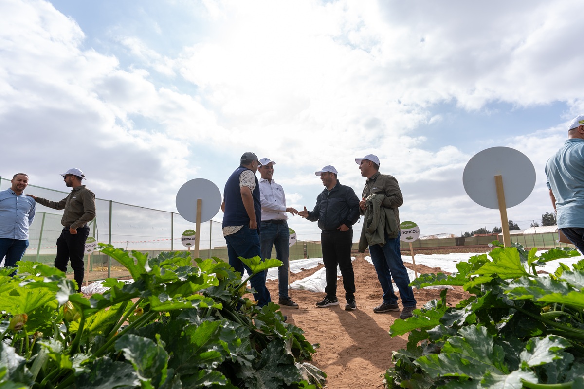 A Agadir, Syngenta lance 5 nouvelles variétés de courgettes plus résistantes !