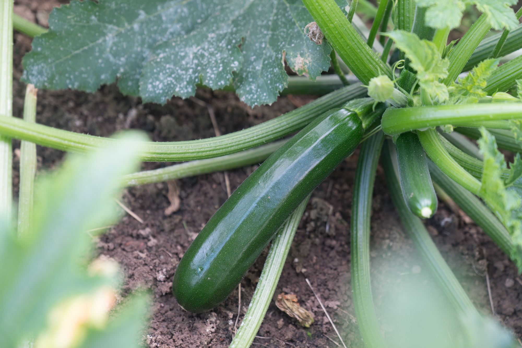 Courgettes : le Maroc troisième fournisseur de l’UE en 2025/2026