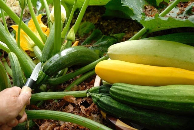 La courgette espagnole menacée par le Maroc