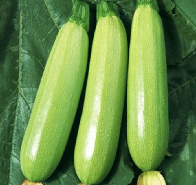 Les techniques de production de la courgette