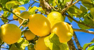 Covid-19-Hausse-de-250%-du-prix-des-citrons-en-Espagne