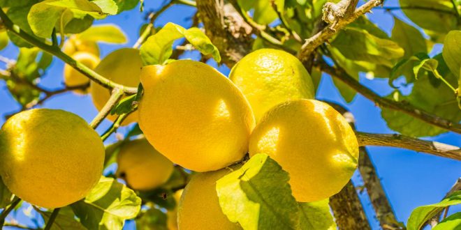 Covid-19-Hausse-de-250%-du-prix-des-citrons-en-Espagne