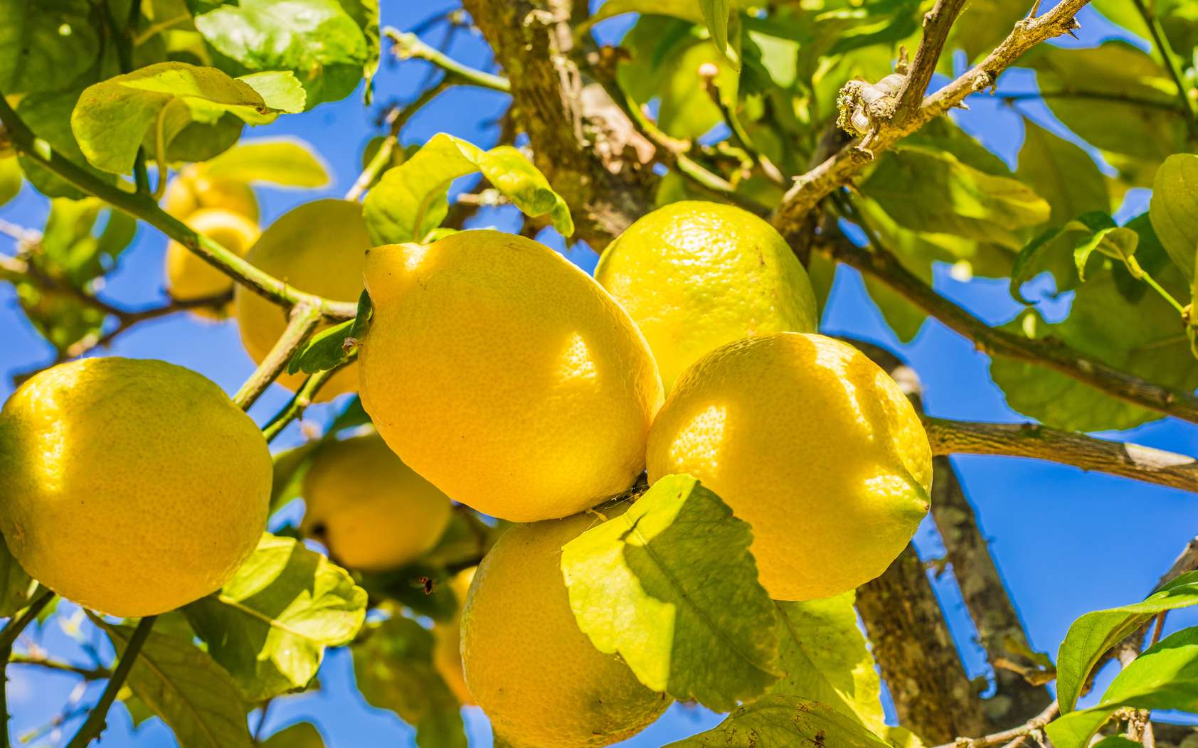 Covid-19: Un fort engouement vers les citrons