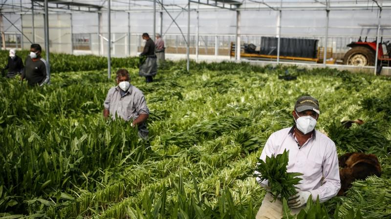 USA: La contamination au Covid-19 des travailleurs agricoles d&rsquo;une serre fait polémique