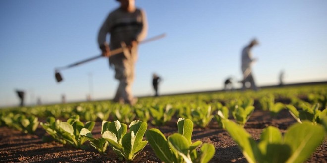 Plan Maroc Vert : L'agence de développement agricole fait une mise au point sur un programme du Pilier II