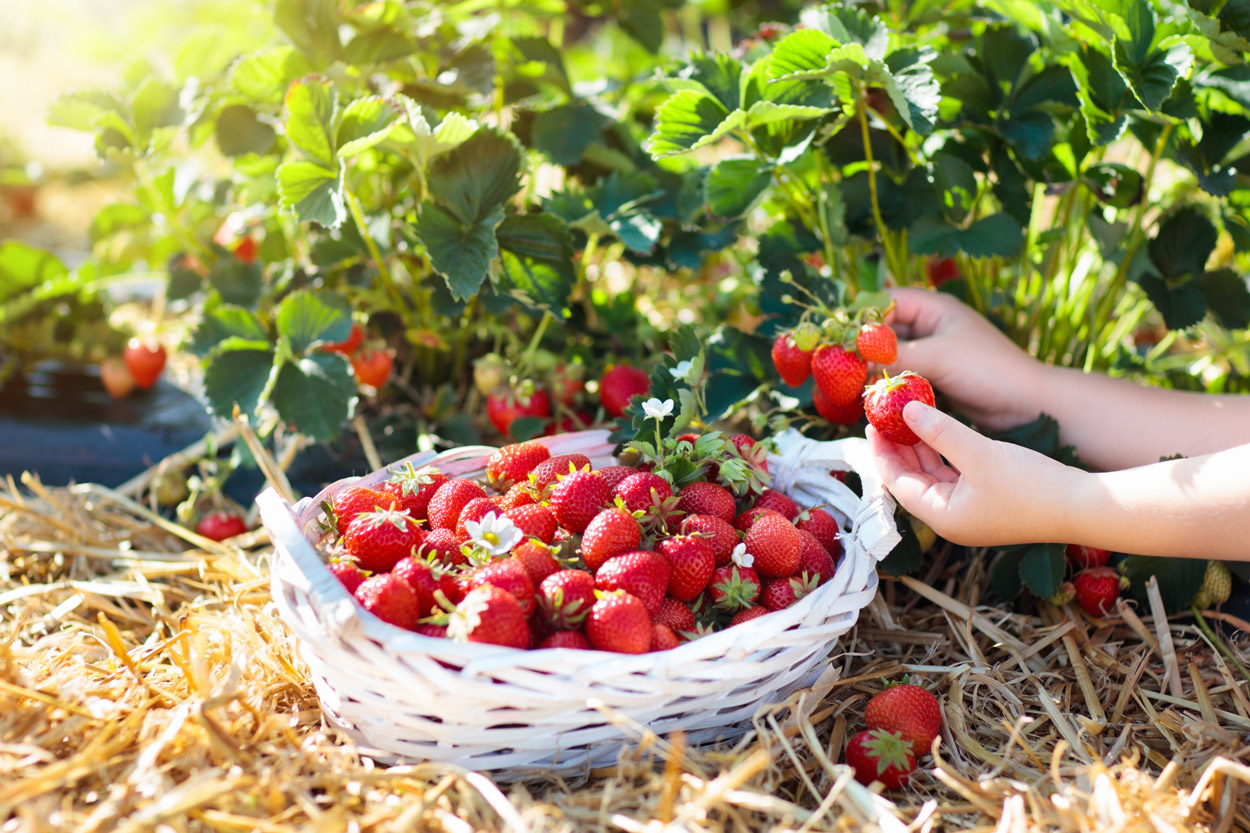 Fruits rouges/Covid-19 : Les poursuites judiciaires ne profitent pas au secteur