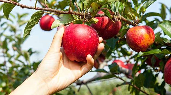 Pommes : la récolte européenne chute de 16 %