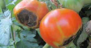 Cul Noir: La nécrose apicale de la tomate