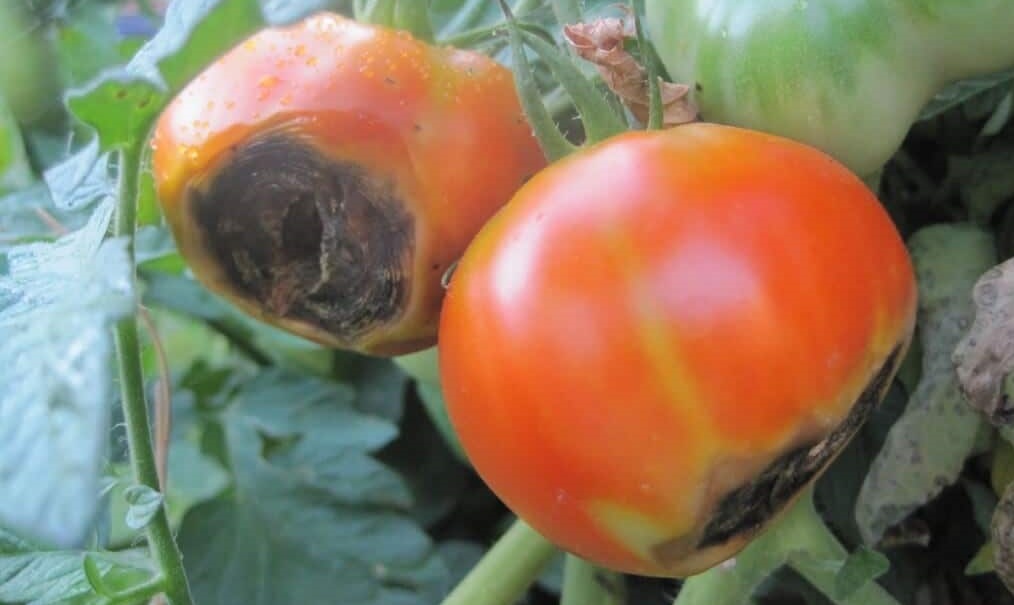 Cul Noir: La nécrose apicale de la tomate