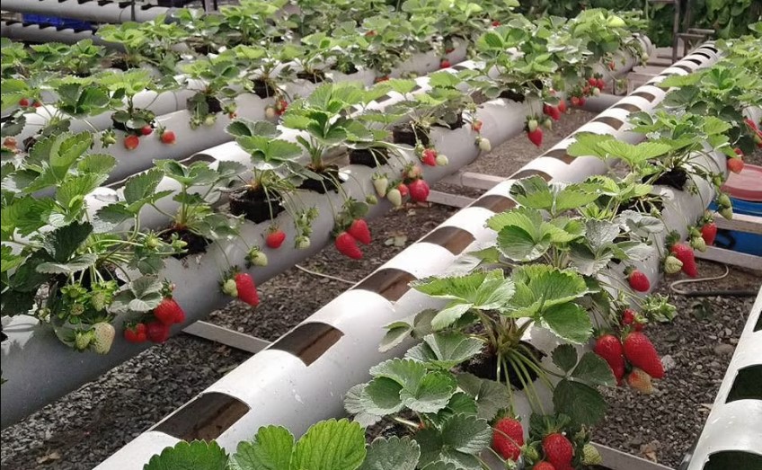 Espagne : la filière de la fraise sera convertie à la culture hydroponique dans 5 ans