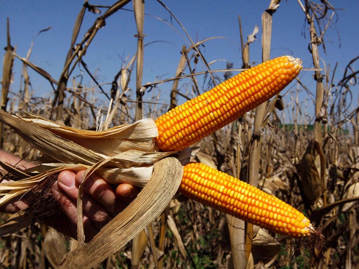 Afrique : la biofortification peut jouer un rôle clé dans la réponse au Covid-19