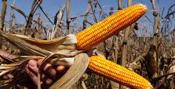 L&rsquo;IITA et Bayer s&rsquo;allient pour améliorer les cultures vivrières en Afrique