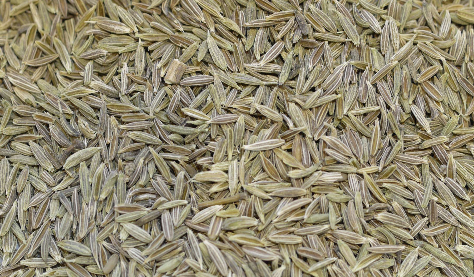La culture du cumin au Maroc