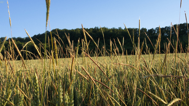 La lutte contre les mauvaises herbes des céréales