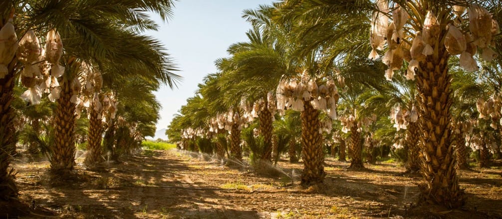 Filière phoenicicole: le Maroc est classé 7e à l&rsquo;échelle mondiale