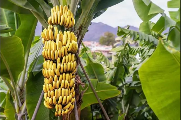 Banane: L&rsquo;éruption volcanique aux Iles Canaries cause de gros dégâts