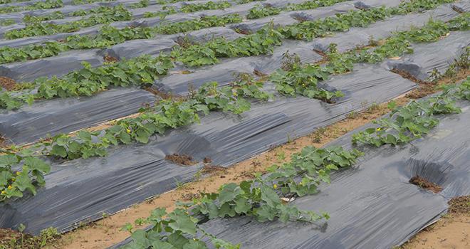 Souss-Massa : création d&rsquo;une unité pour la valorisation des déchets agricoles