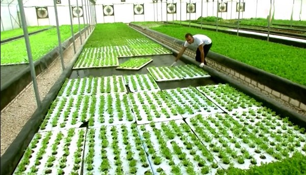 Vidéo: en Égypte, les déchets de poisson servent à faire pousser les légumes