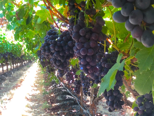 Raisins : Delassus prévoit d&rsquo;augmenter ses exportations vers l&rsquo;Allemagne et le Royaume-Uni