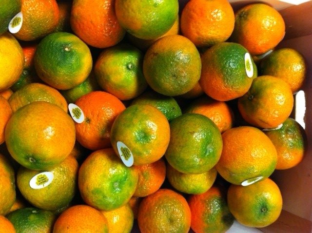 توقع إنخفاض إنتاج الحوامض في المغرب بأكثر من الثلث