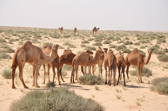 Le Lait de Chamelle du Sahara à l&rsquo;honneur
