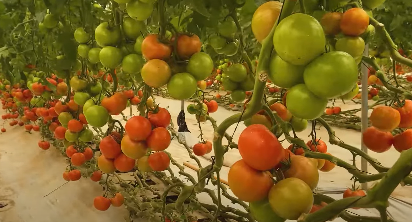 Bayer : Edmundo, une tomate intemporelle !