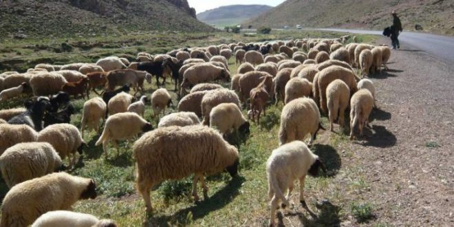 Le retard des pluies oblige les éleveurs marocains à vendre leurs bétails