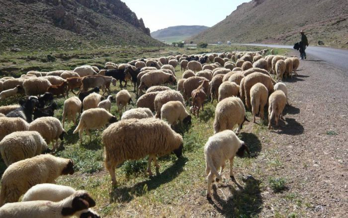 Jerada : Amélioration notable des pâturages grâce aux dernières pluies