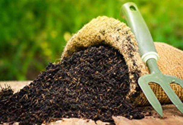 Kenya : les entrepreneurs innovent avec des engrais à base de mangue et d&rsquo;avocat
