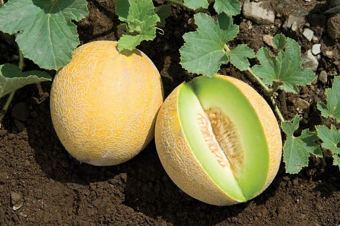 Melon : un record historique en 2024, le Maroc se hisse parmi les quinze premiers producteurs