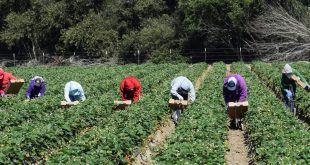 L-Espagne-régularise-les-migrants-marocains-pour-sauver-l-agriculture