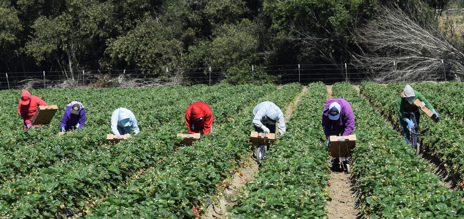 L&rsquo;Espagne régularise les migrants marocains pour sauver l&rsquo;agriculture