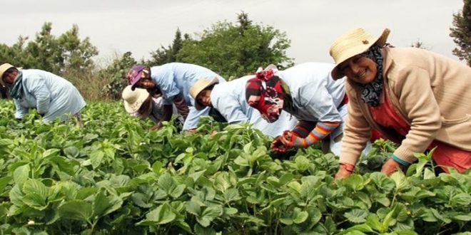 Taroudant : sensibilisation des agriculteurs au Covid-19