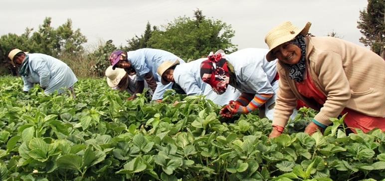 L&rsquo;inclusion des femmes rurales pourrait rapporter un gain de 25,3 milliards de dirhams