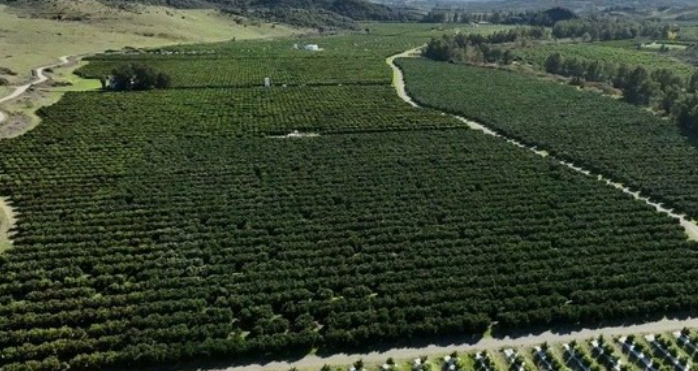 L&rsquo;espagnol Reyes Gutiérrez prévoit d&rsquo;acquérir 1 000 hectares au Maroc