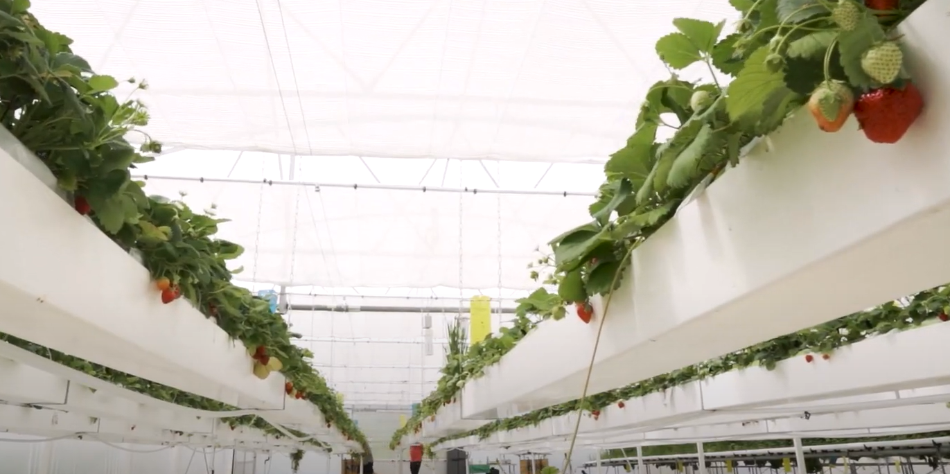 La plus grande ferme aquaponique de France sera opérationnelle en 2023