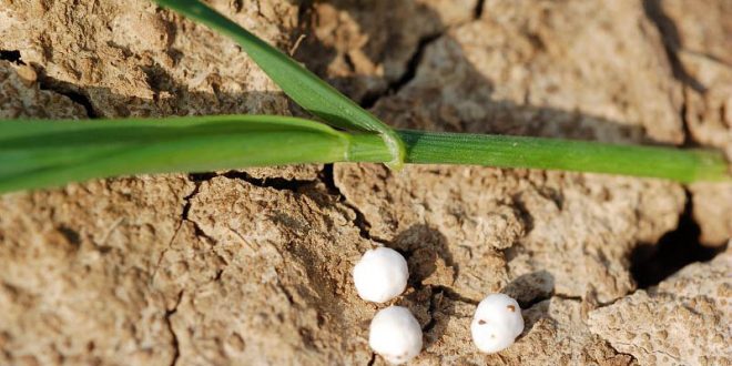 fertilisation_maroc