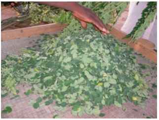 Feuilles fraîches de Moringa séparées des branches