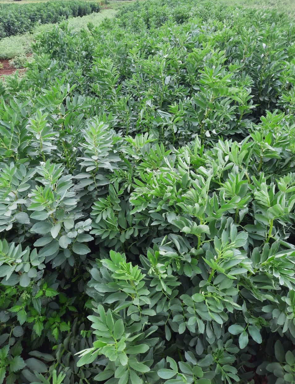 Yasmine : la nouvelle variété de fève inscrite par l’INRA au Catalogue Officiel