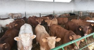 Lancement de la campagne de vaccination de rappel pour les bovins contre la fièvre aphteuse (FA)