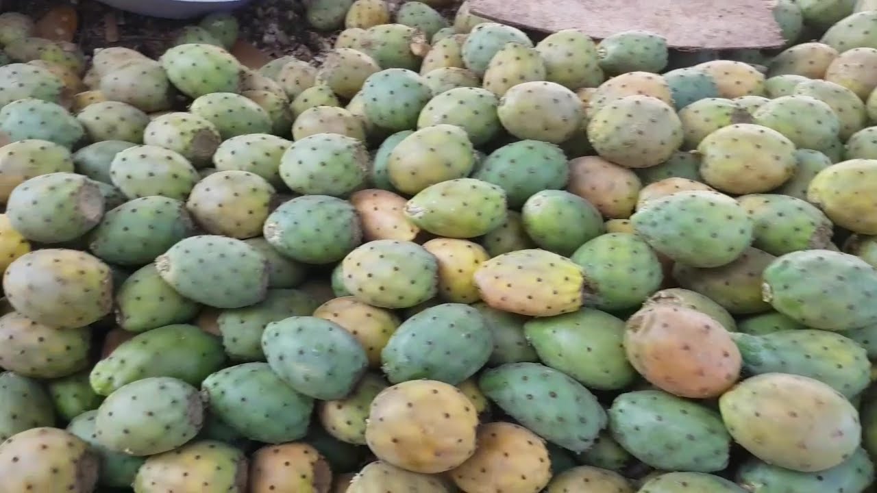 Figues de barbarie : La cochenille du cactus fait hausser les prix
