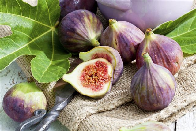 Taounate : Extension de 500 ha de la superficie réservée aux figuiers
