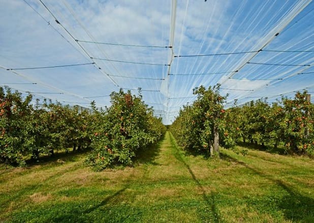Pomme: Des filets de protection innovants