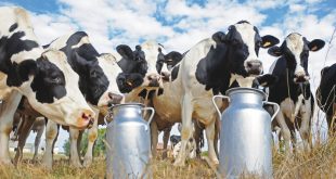 Maroc filière bovine encadrement des éleveurs