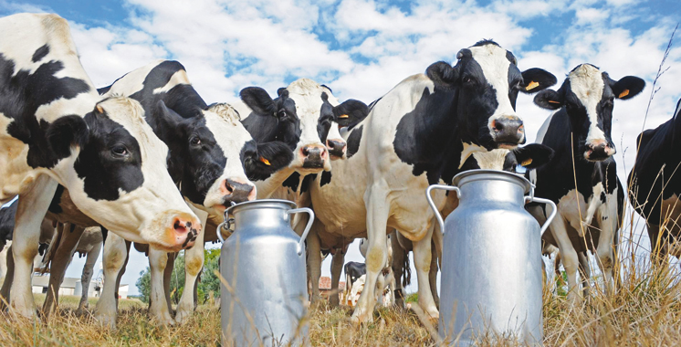 Maroc : la filière bovine travaillera plus sur l&rsquo;encadrement des éleveurs