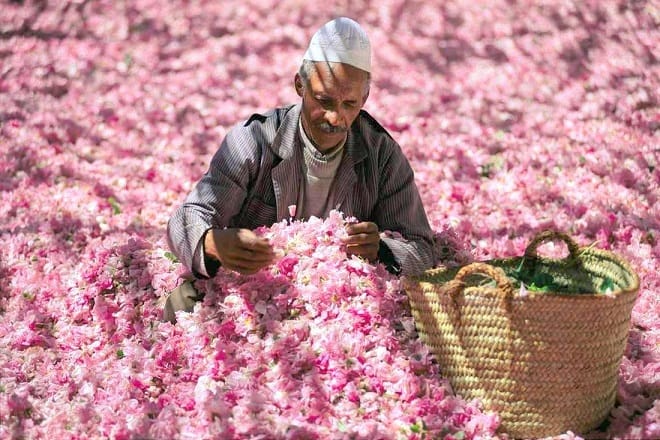 Rose à parfum de Kelaât M&rsquo;Gouna: Progrès et enjeux de la filière
