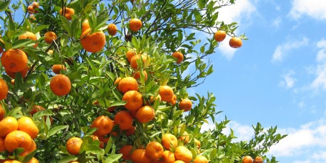 Agrumes: Le Maroc essaie tant bien que mal à sauver cette campagne agricole